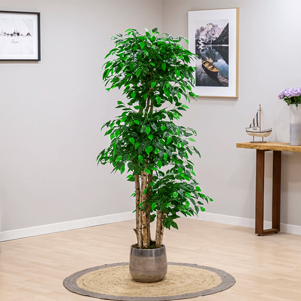 Ficus Artificial